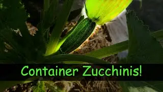 Growing Zucchinis In Containers - Garden Quickie Episode 5