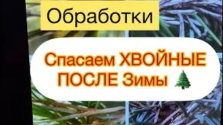 🔥СПАСАЕМ ХВОЙНЫЕ ПОСЛЕ ЗИМЫ🔥 Обработки весной.