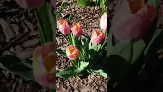 Тюльпан Apricot Impression #tulips #aprcotimpression #тюльпан #тюльпаны #бодровцветовод