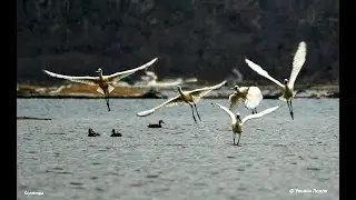 Вот кто у нас  «лопатой гребёт»