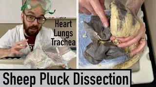 How to Dissect a Sheep Pluck (Heart, Lungs, Trachea) and Identify Everything!  🫁  🫀