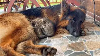 Foster Kitten Needs Her German Shepherd to Fall Asleep