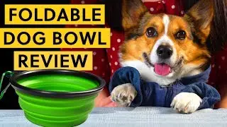 Dog Product Review: Foldable Dog Bowl | BAO AFTER WORK