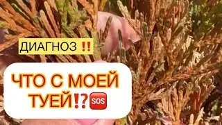 🆘ЧТО С МОЕЙ ТУЕЙ⁉️ Вчера Владислава задала этот вопрос 🙋‍♀️- диагноз прост 😘