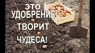 Картофель ЛУЧШЕЕ Органическое Удобрение для Картофеля при Посадке в Лунку для Увеличения Урожая