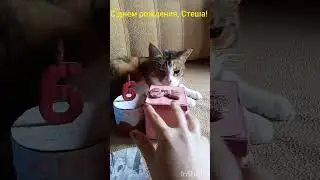 День рождения, тг: СтешкаTVшка #cat #стеша