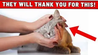 Instantly Boost Your Cat's Happiness - Your Cat Will Love You for This