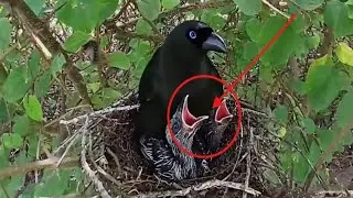 Racket-tailed treepie bird Feed the baby in the nest well (EP19) Racket-tailed treepie bird