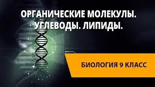 Органические молекулы. Углеводы. Липиды