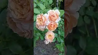 Плетиста троянда  Елізабет Стюарт в сорокаградусну спеку.+40🤯🌞🌹🏡1.07.24. 🇺🇦