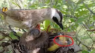 Yellow-vented bulbul Birds Protect the baby in the nest (14) 