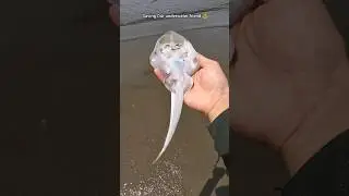 Saving our Cute Underwater friend Stingray 🥺 #shorts #fish