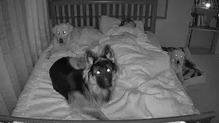 What Sleeping With My 3 Dogs Is Like