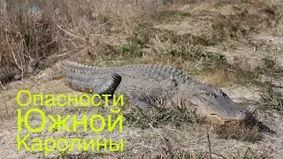 ОПАСНОСТИ ЮЖНОЙ КАРОЛИНЫ 😱 Alligators of Bulls Island 🐊 Остров с Тысячей Аллигаторов