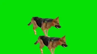 dogs running green screen ! Funny Moments with Our Boston ! dog stampede green screen