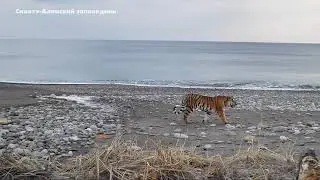 Новая хозяйка в урочище Благодатном