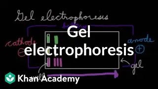 Gel electrophoresis | Chemical processes | MCAT | Khan Academy