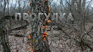 Прогулка в лес. Чистим тропинку, собираем опята.