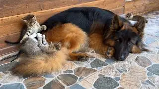 Kittens Climb All Over German Shepherd | His Reaction Will Melt Your Heart