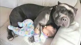 Having Protective Dogs are Awesome😄 Funny Dog and Human Video 2024