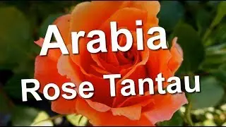 Arabia Rose Tantau