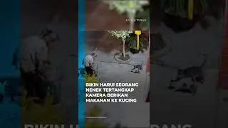 Bikin Haru! Seorang Nenek Tertangkap Kamera Berikan Makanan Ke Kucing Liar