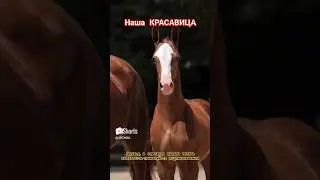 Наша красотка.