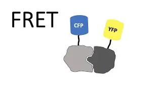 FRET - Förster Resonance Energy Transfer