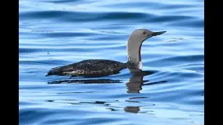 Red throated Divers or Red throated Loons Gavia stellata, Shetland