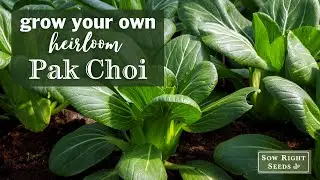 Sow Right Seeds | Pak Choi