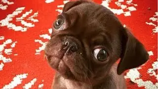 Pug Compilation 5 - Funny Dogs but only Pug Videos | InstaPugs