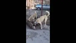 Turkish Kangal dogs and wolf...