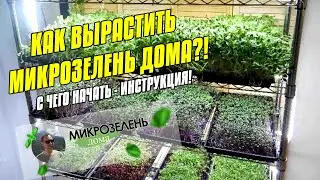 МИКРОЗЕЛЕНЬ ДОМА | КАК ВЫРАСТИТЬ МИКРОЗЕЛЕНЬ ДОМА | БИЗНЕС МИКРОЗЕЛЕНЬ | МИКРОЗЕЛЕНЬ С ЧЕГО НАЧАТЬ