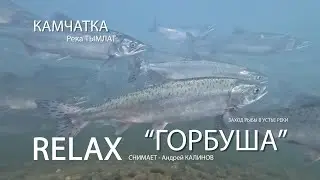 лосось Горбуша Заход в устье 4к Тымлат Камчатка. РЕЛАКС видео