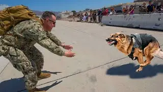 Most Emotional Dogs Reunions with Their Owners That Will Melt Your Heart ❤️