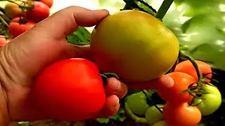 🍅ОБЯЗАТЕЛЬНО БУДУ САЖАТЬ УРОЖАЙНЫЕ И ВКУСНЫЕ ТОМАТЫ Красный Купол! Томат для теплиц,открытого грунта