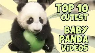 TOP 10 CUTEST BABY PANDA VIDEOS