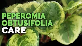 8 Peperomia Obtusifolia Care Tips and Tricks