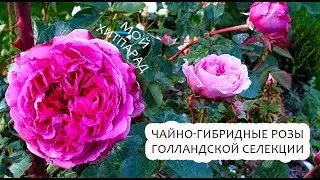 #чайногибридные #розы Хитпарад чайно-гибридных роз голландской селекции, сезон 2023