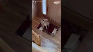 Dog hilariously realizes hes not home alone