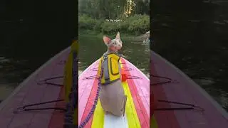 I Took My Cat Paddle Boarding 🫣 #shorts #cats #pets #sphynx #outdoors