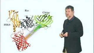 Microscopy: Forster Resonance Energy Transfer (FRET) Microscopy (Philippe Bastiaens)