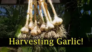 Harvesting Garlic - Beginners Guide