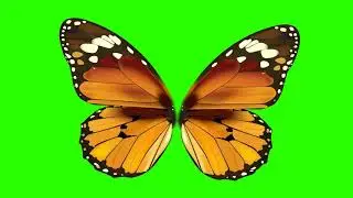 FREE HD Green Screen - FLAPPING BUTTERFLY WINGS