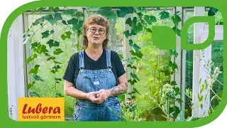 Artischocken ernten als Schnittblume oder zum Essen: Wann ist Artischocken Erntezeit?