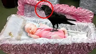 A crow sat on the girl's coffin during the funeral. Then the incredible happened!