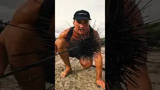 GIANT Deadly Sea Urchin Catch and Cook