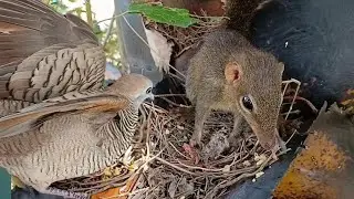 Dove birds Protect the first baby in the nest - EP7 - Baby Birds Dove 🐣🐿😭