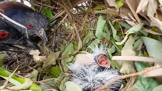 Greater coucal birds Feed the baby in the nest ( EP14) Beautiful baby birds