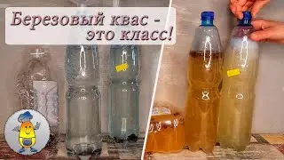 Домашний квас из березового сока с изюмом и готовый результат: 2  рецепта, сроки брожения и вкус!